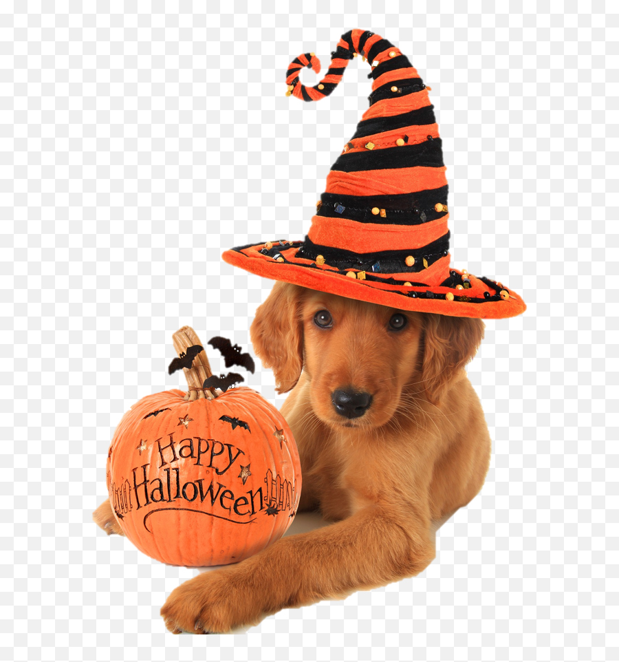 Authorthe - Goodvetpetguidepage10 Happy Halloween Dog Emoji,Png Emojis Xxx Breast