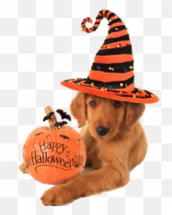 Authorthe - Goodvetpetguidepage10 Happy Halloween Dog Emoji,Png Emojis Xxx Breast