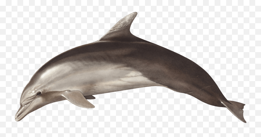 Ionian Dolphin Project - Dolphin Emoji,Type Dolphin Emoji On Fb