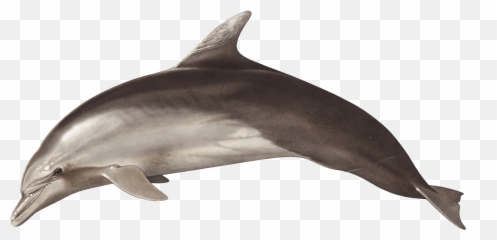 Ionian Dolphin Project - Dolphin Emoji,Type Dolphin Emoji On Fb
