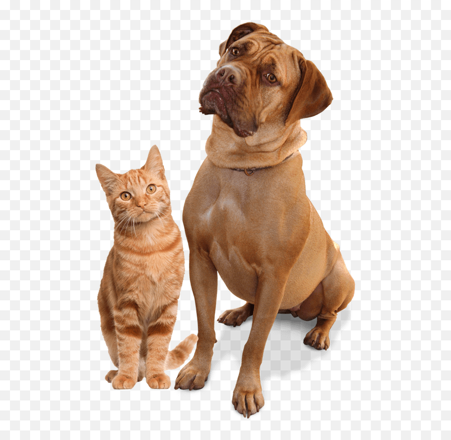 How To Get An Emotional Support Animal Letter - Guide 2019 Transparent Background Cat And Dog Icon Emoji,Dogs Emotions