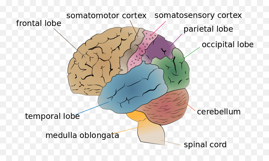 Autobiographical Memory - Wikiwand Cerebrum In The Brain Emoji,Emotion And Memort