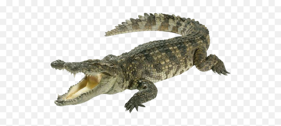 Alligator Jacaré Crocodilo Sticker - Crocodile White Background Emoji,Alligator Emoji