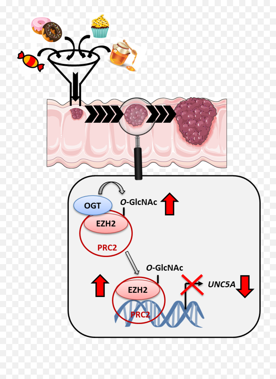Cancers Free Full - Text Oglcnacylation Links Nutrition Emoji,Model Of Disagreement, Interference, And Negative Emotion Cancers Free Full - Text Oglcnacylation Links Nutrition Emoji,Model Of Disagreement, Interference, And Negative Emotion