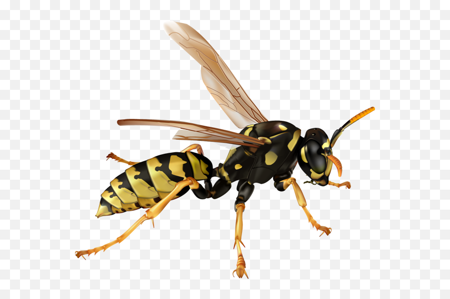 Wasp Insect Png U0026 Free Wasp Insectpng Transparent Images - Transparent Wasp Png Emoji,Hornet Emoji