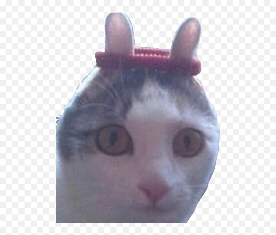 Memes Meme Gato Gracioso Sticker By Memessanos - Soft Emoji,Emojis Graciosos