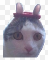 Memes Meme Gato Gracioso Sticker By Memessanos - Soft Emoji,Emojis Graciosos