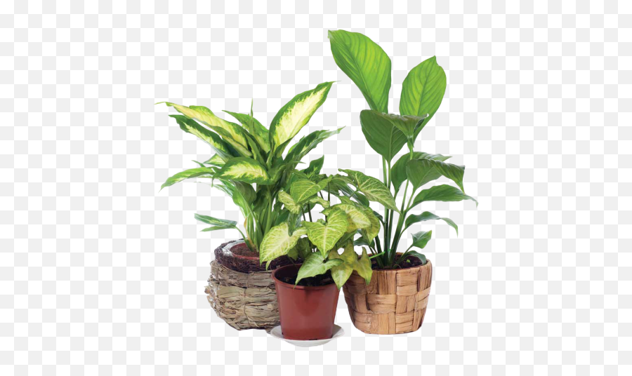 Indoor Plants - Indoor Plants In Delhi Emoji,Green And Plants Indoor Effect On Human Emotion