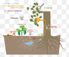 Fairfield Soil And Water Fairfield Features - Mycorrhiza And Coralloid Roots Emoji,Brutus Buckeye Emoticon 50year