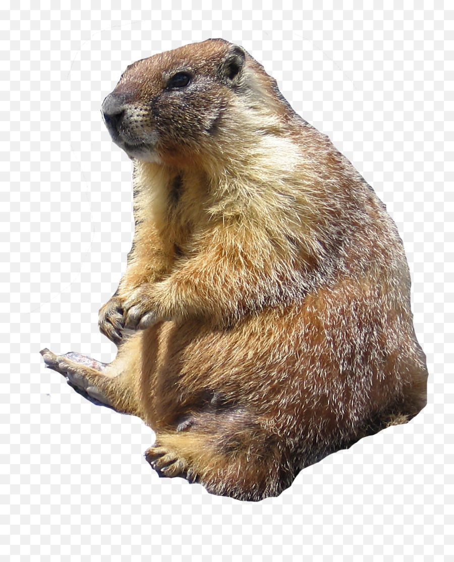 Rodents - Marmots In Kelowna Emoji,Ground Hog Woodchuck Emojis