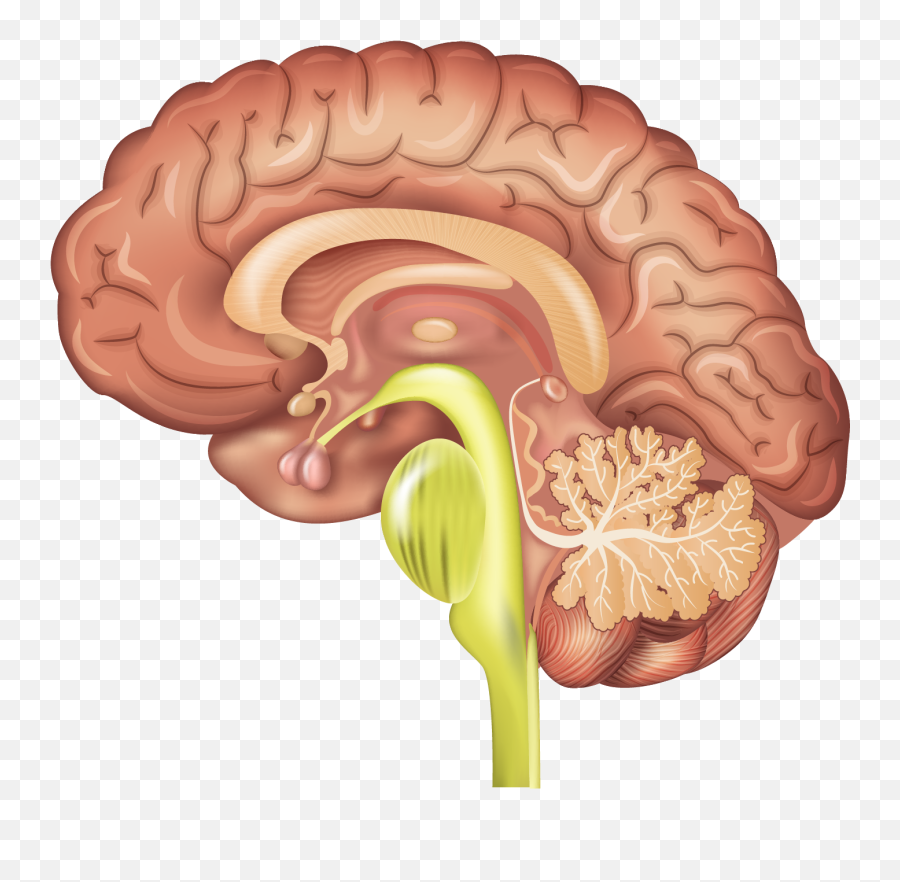 Reptilian Complex The Science Of Psychotherapy - Sagittal Brain Anatomy Emoji,Primitive Emotions