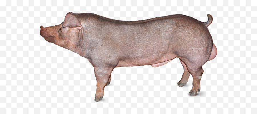Pietrain Pig Physical Characteristics - Kantor Pig Emoji,Rbend And May Theme Emotion Extended Pietrain Pig Physical Characteristics - Kantor Pig Emoji,Rbend And May Theme Emotion Extended