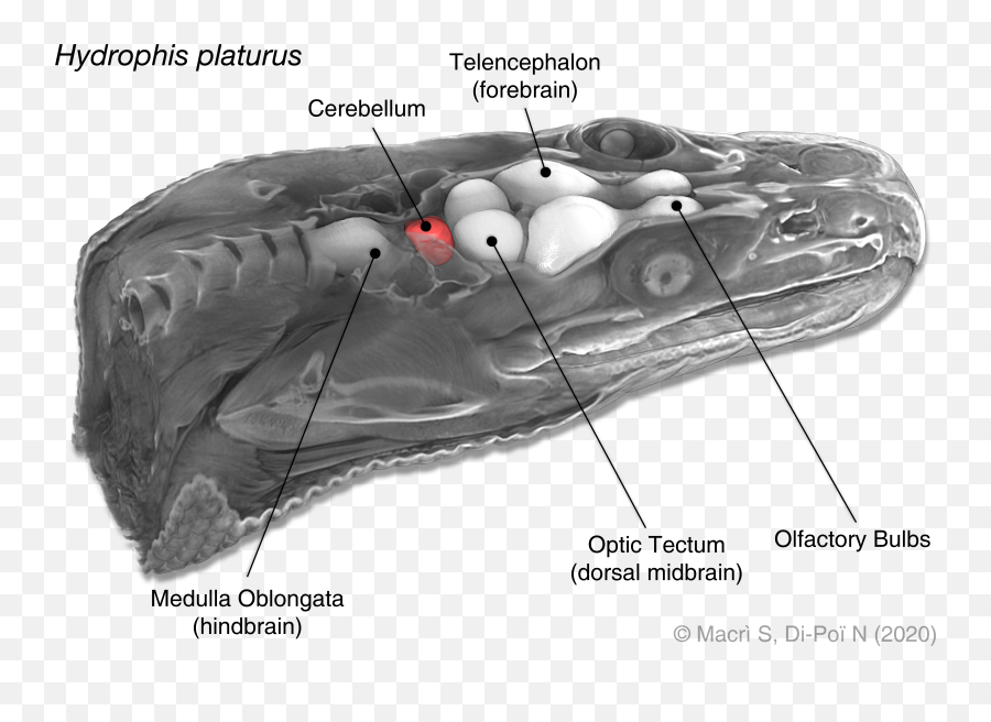 Pdf Comparative Analysis Of Squamate Brains Unveils Multi Emoji,Lizard Face Of Emotion Based On Darwin