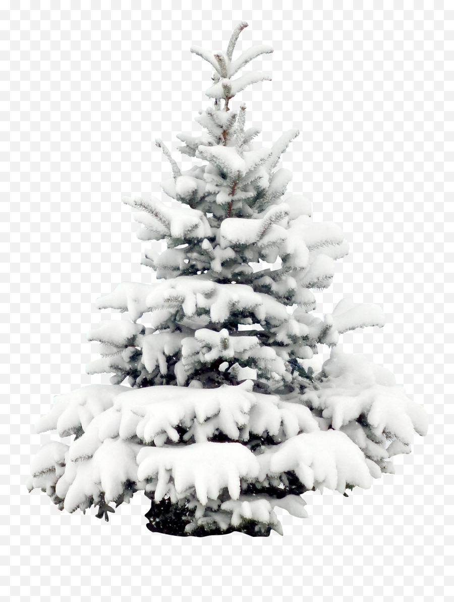 Download Wallpaper Tree Snow Pine Christmas Free Download - Tree With Snow Transparent Emoji,Snowflake Sun Leaf Leaf Emoji