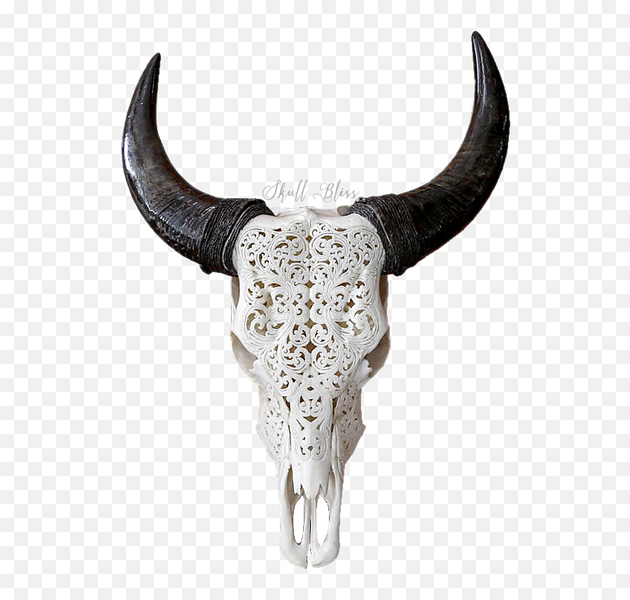 Texas Longhorn Skull Bull Goat - Skull Png Download 800 Emoji,Emoji Bull Horn