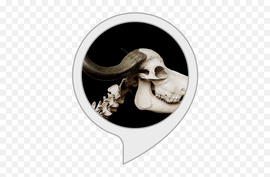 Amazoncom Spooky Scary Skeletons Alexa Skills Emoji,Skeleton Emoji Cursed