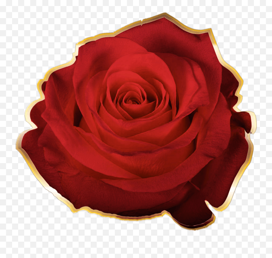 Magdalena Of The Rose Red Rose Transmission - The Rose Lovely Emoji,Dragon Blood Red Emotion Feeling