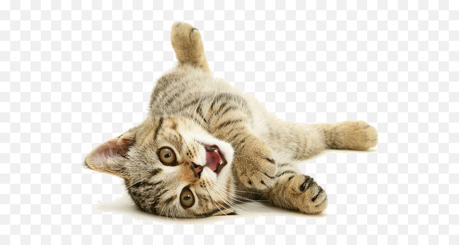 19 Lovely Kitties Ideas - Cat Smiling White Background Emoji,Kitty Emoticon Htc Phone