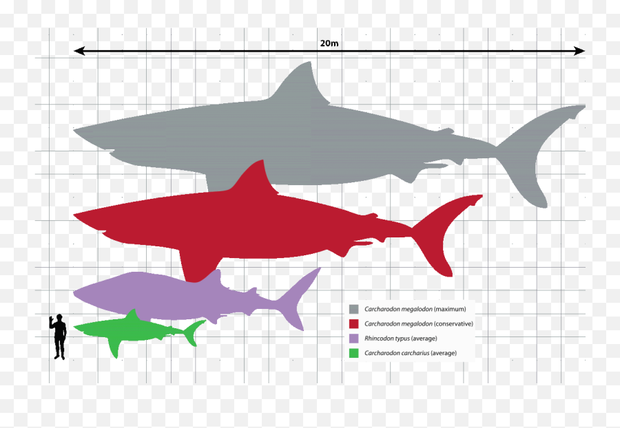 Whale Sharks - Megalodon Size Comparison To Human Emoji,Whales Mimicking Human Emotion