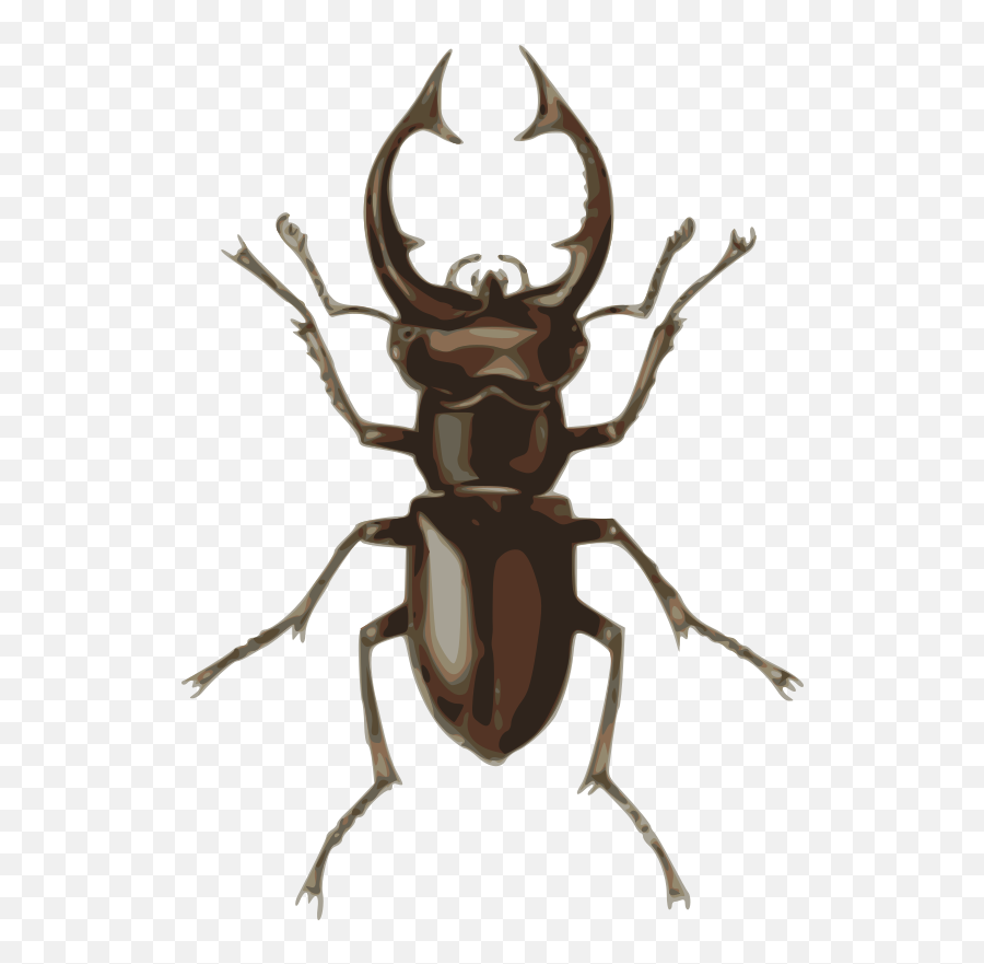 Medium Image - Stag Beetle Clipart Png Download Full Stag Beetle Clipart Emoji,Housefly Emoticon