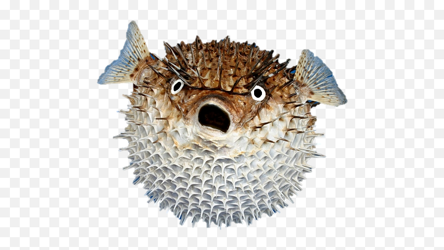 Animal En Fish Ocean Porcupine Fish - Puffer Fish Transparent Emoji,Puffer Fish Emoji