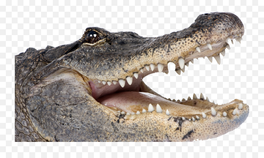 Discover Trending - Alligator Png Emoji,Alligator Emoji