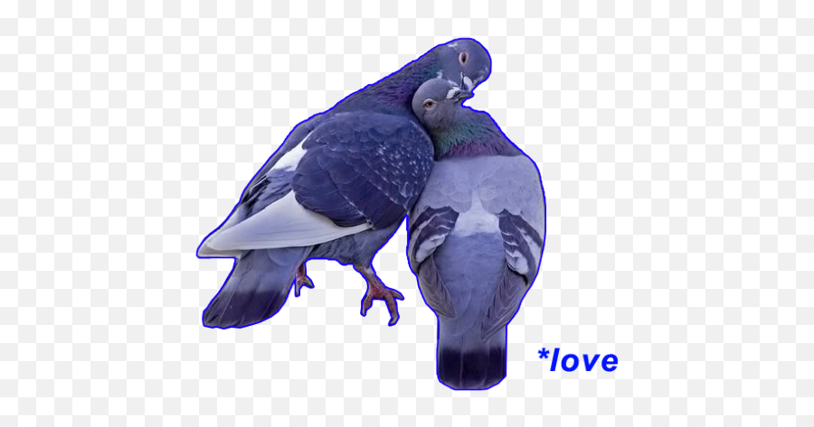 Notwiselybuttoowell - Pigeon Aesthetic Emoji,Griffin Mcelroy Emoji