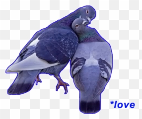Notwiselybuttoowell - Pigeon Aesthetic Emoji,Griffin Mcelroy Emoji