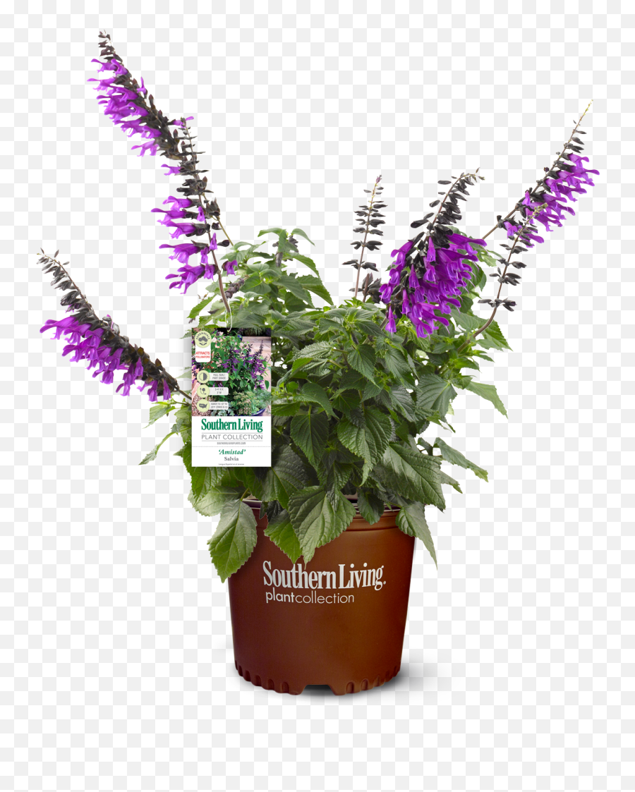 Image U2013 Page 20 U2013 Southern Living Plants Emoji,Sweet . Emotion Abelia