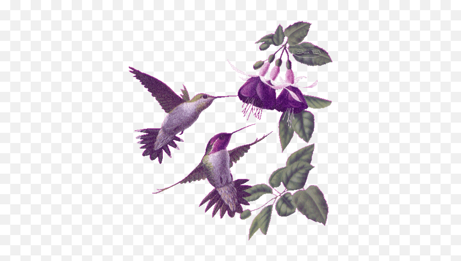 Top Sou Phoda Stickers For Android U0026 Ios Gfycat - Archilochus Emoji,Hummingbird Emoticon