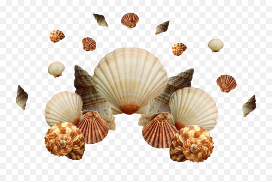 Seashells Ocean Crown Sticker - Cockle Emoji,Scallop Emoji