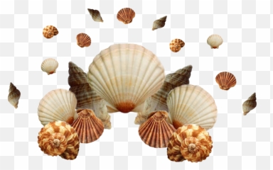 Seashells Ocean Crown Sticker - Cockle Emoji,Scallop Emoji