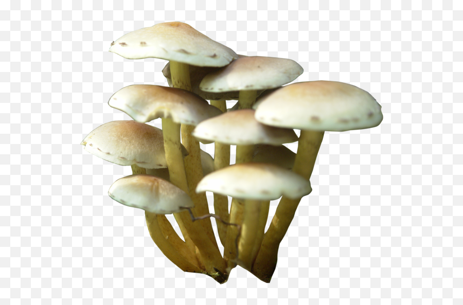 Mushroom Png - 10 Free Hq Online Puzzle Games On Mushroom Png Emoji,Emoji Mushroom Cloud