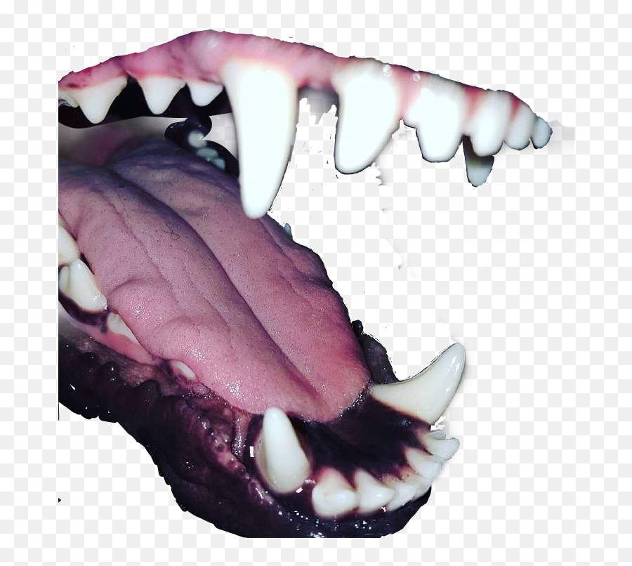 Dog Mouth Teeth Animal Sticker - Fangs Aesthetic Emoji,Animal Tooth Emoji