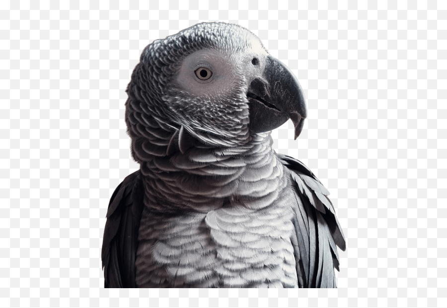 Home - Grey Parrot Emoji,African Grey Parrot Reading Emotions