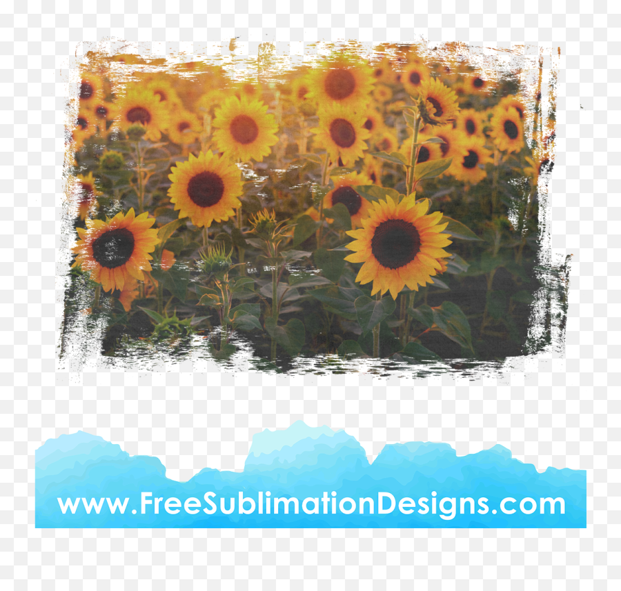 Free Sublimation Print - Sunflowers Distressed Vintage Emoji,Facebook Sunflower Emoticons