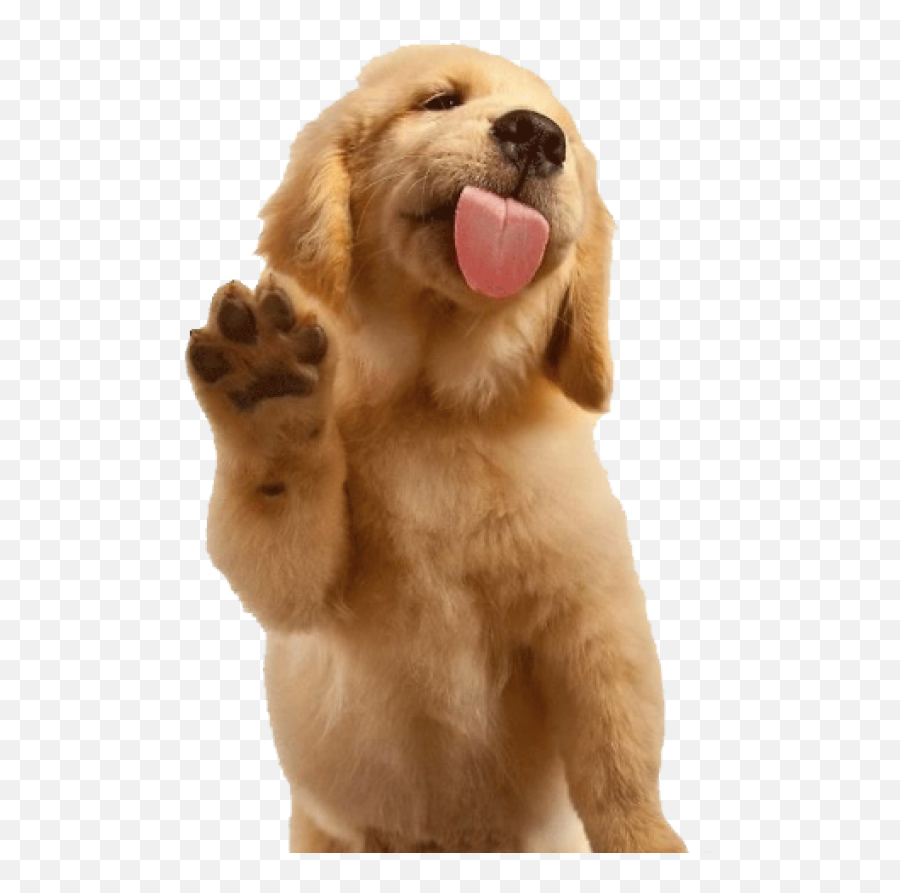 The Most Edited Retriever Picsart - Golden Retriever Waving Emoji,Emoji Puppy Chocolate Lab