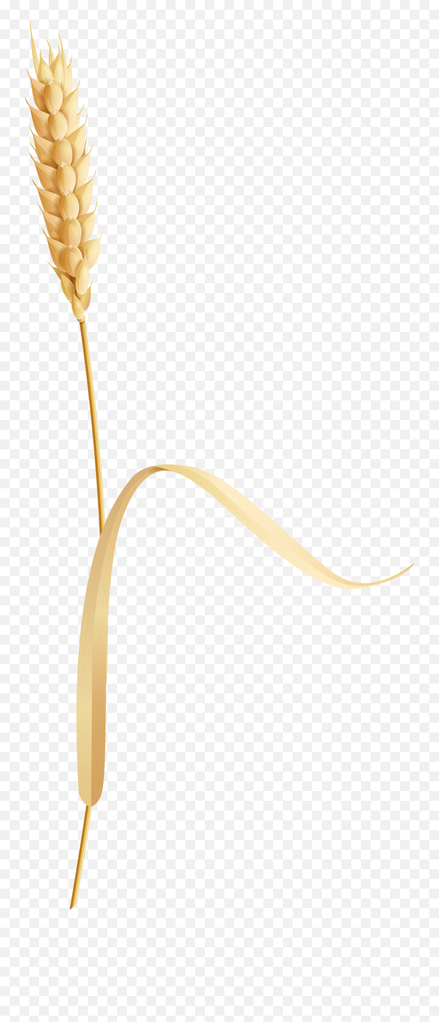 Grain Clipart Wheat Ear Grain Wheat Ear Transparent Free - Khorasan Wheat Emoji,Grain Emoji