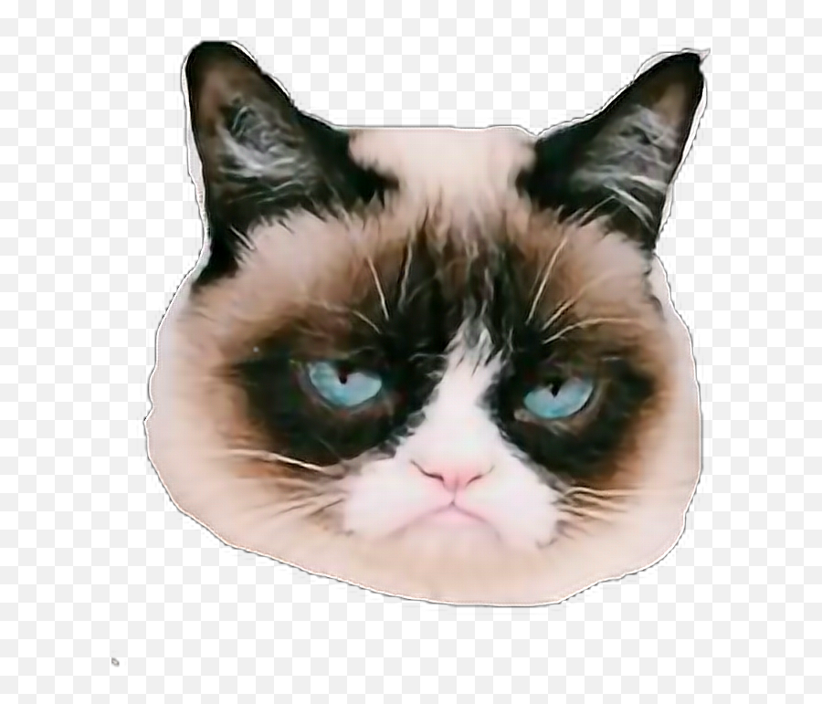 Grumpycat Sticker - Funny Dog Memes With Curse Words Grumpy Cat Emoji,Facebook Grumpy Cat Emoticon