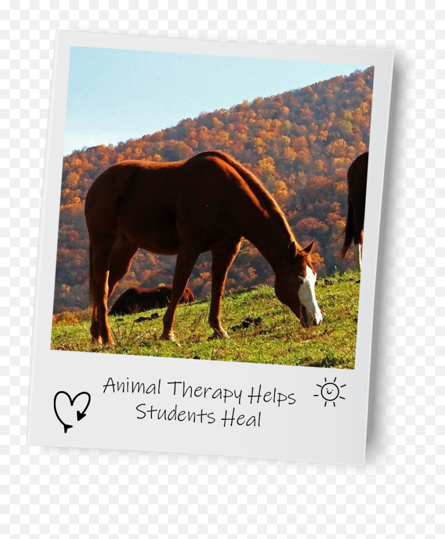 Equine Therapy - Picture Frame Emoji,Horse Emotions