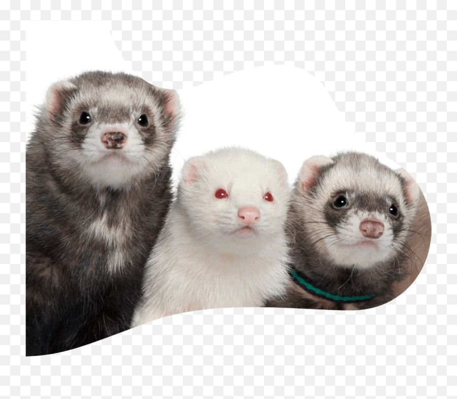 Rodents - Crfamilypets Group Of Pet Ferrets Emoji,Glass Cageof Emotion