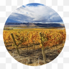Find Brewery Reviews Information U0026 Events Brewcruizer - Chaparral Emoji,Emoticon Dry Hopped Sour Crabtree Brewery