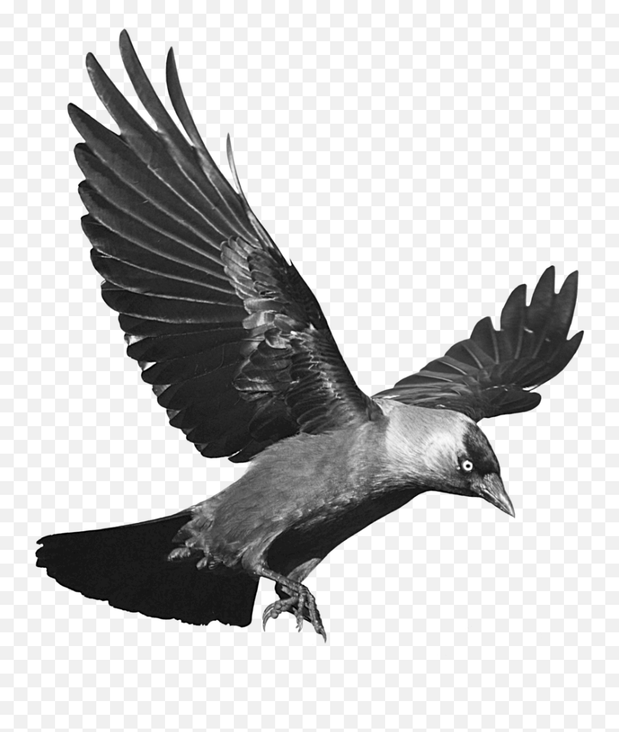 Crows Flight Clip Art - Transparent Background Crow Png Emoji,Crow Emoji
