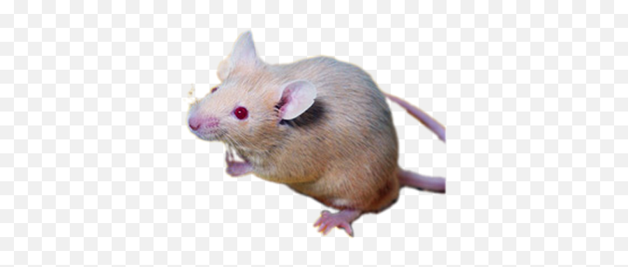 Topi Topini Topastri - Brown Rat Emoji,2bla Emoticon