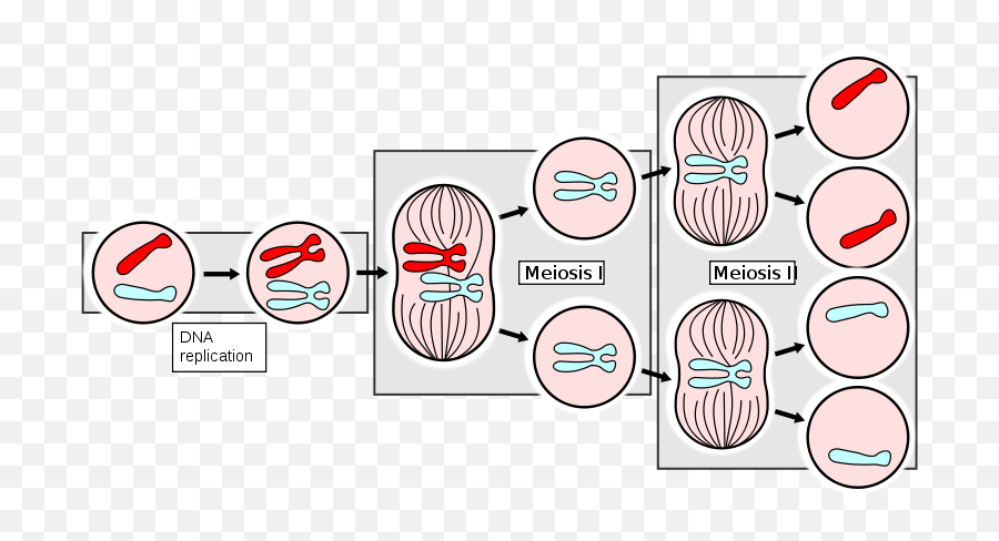 Differences Between Meiosis I - Homologous Chromosomes Pair Up Forming A Tetrad Emoji,Mitosis In Emojis