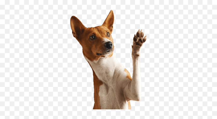 Pin - Paw Dog Png Emoji,What Emotions Do Dogs Have Sharon Maguire
