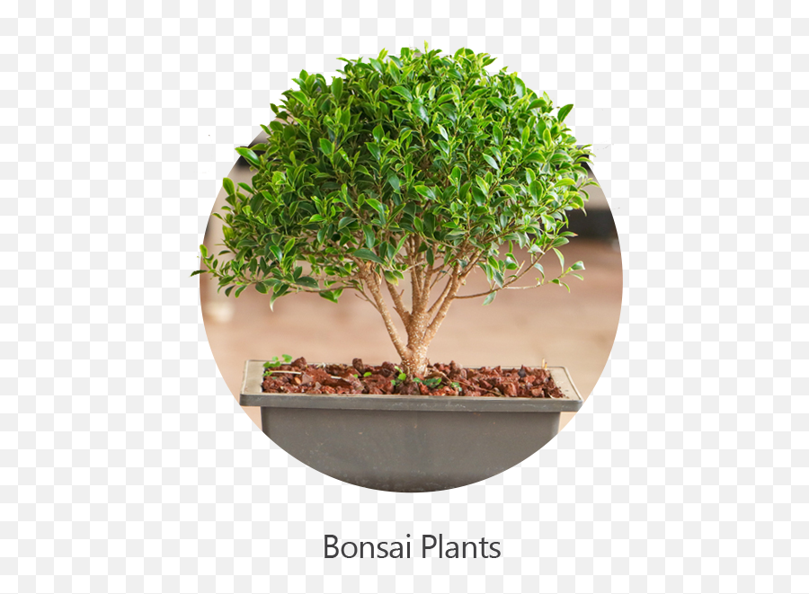 Buy 6000 Plants Seeds Pots Online At Nursery Live At - Bonsai Plant Emoji,22 Emotions Of Planting Seaso