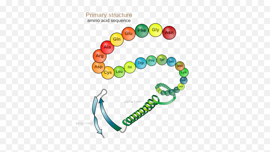 The Amazing Power Of Amino Acids Alternative Therapies - Clip Art Protein Structure Clipart Emoji,The Acid Emotion Eating At The Spleen