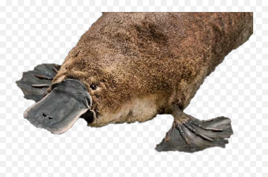 To Emoji,Platypus Emoji