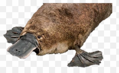 To Emoji,Platypus Emoji